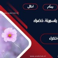 اقتباسات ياسمينة خضراء