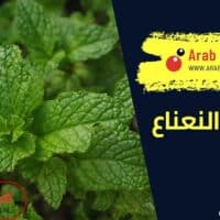 فوائد النعناع