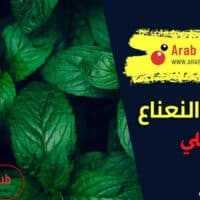 فوائد النعناع المغلي