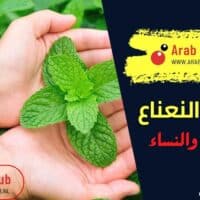 فوائد النعناع للرجال والنساء