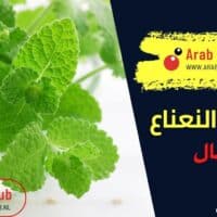 فوائد النعناع للرجال