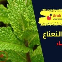 فوائد النعناع للنساء