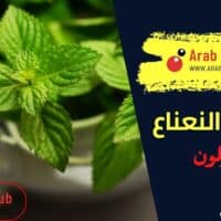 فوائد النعناع للقولون
