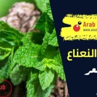 فوائد النعناع للشعر