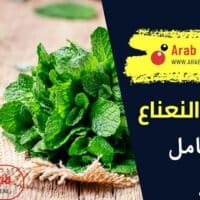 فوائد النعناع للحامل