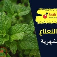 فوائد النعناع للدورة الشهرية