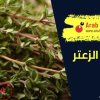 فوائد الزعتر