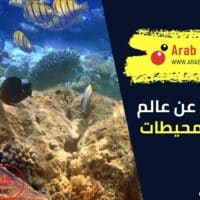 معلومات عن عالم البحار والمحيطات