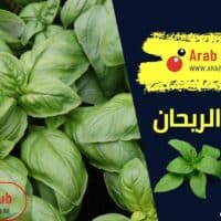 فوائد الريحان