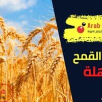 فوائد القمح: مذهلة ومتعددة للصحة
