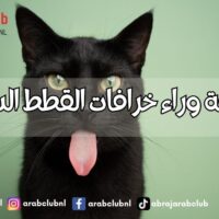 الحقيقة وراء خرافات القطط السوداء أساطير قديمة ودراسات حديثة